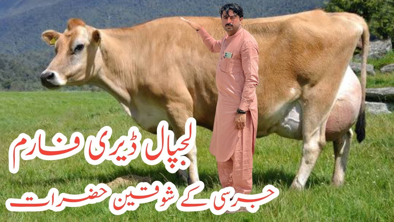 LAJPAL DAIRY FARM | Jersey cow And Australian Friesian cows for sale #janibest