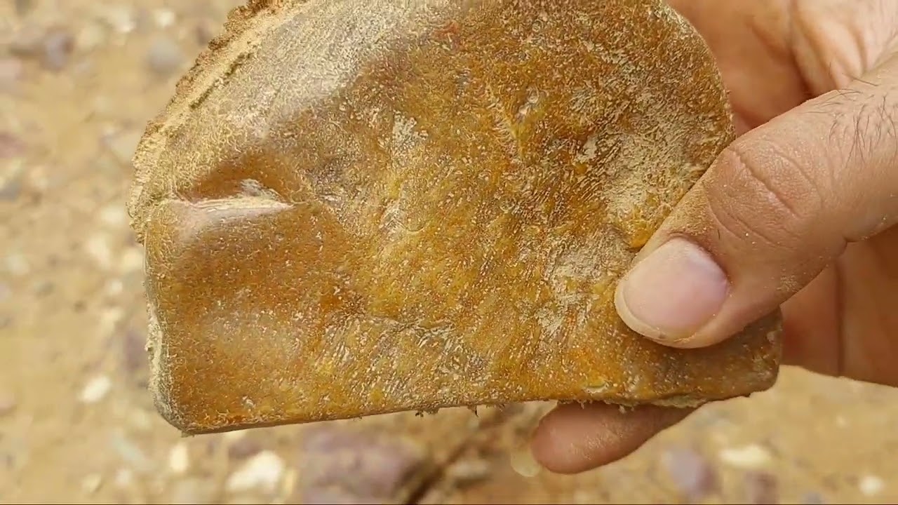 Wow...FOSIL TERATAI KHAS KALIMANTAN, FOSIL KAYUNYA BANYAK SEKALINYA DI SINI