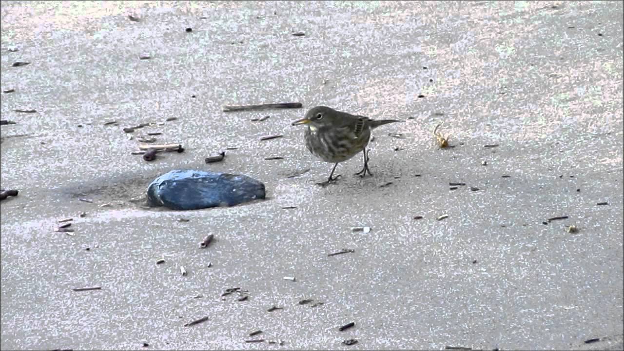 Black Redstart & Rock Pipit - Dumpton Gap, Thanet