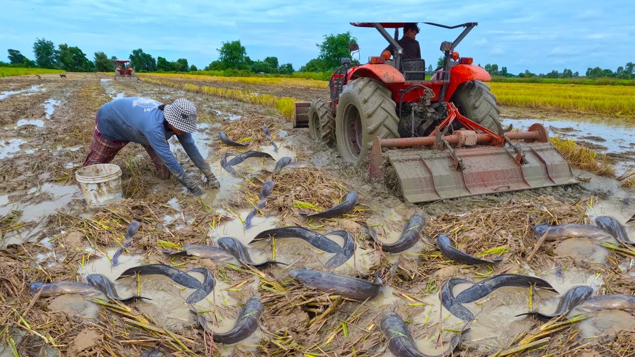 amazing fishing - catching a lot of fish in the mud at rice field by hand a fisher woman skill