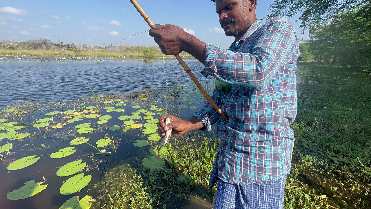 மழை காலம் போல் கண்மாய் தண்ணீர் கண்மாய் நிறையா ஜிலேபி கூட்டம் நல்ல வேட்டை #மாரியம்மன் #fish #fishing
