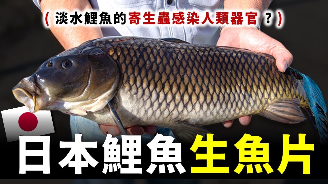 日本人敢生吃淡水鯉魚 ? 鯉魚寄生蟲會感染人類器官 ? 前往日本福島最大規模的鯉魚養殖場，順便在崎玉縣，冒著生命危險品嚐活鯉魚生魚片，真的讓人大開眼界。