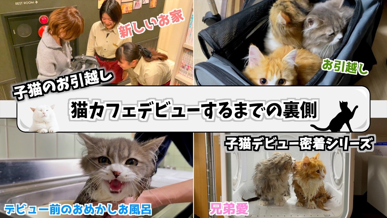 【3つ子密着】生後6か月の子猫3匹が新しいお家に引っ越すまでの裏側が猫への愛で溢れてた