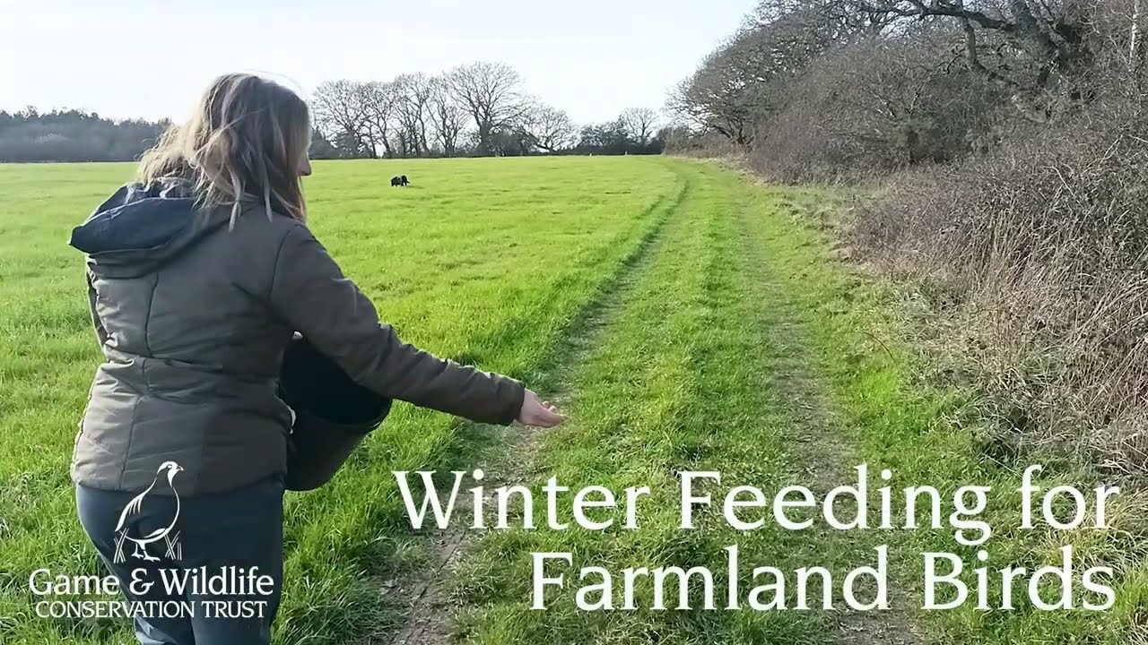 Winter Feeding for Farmland Birds