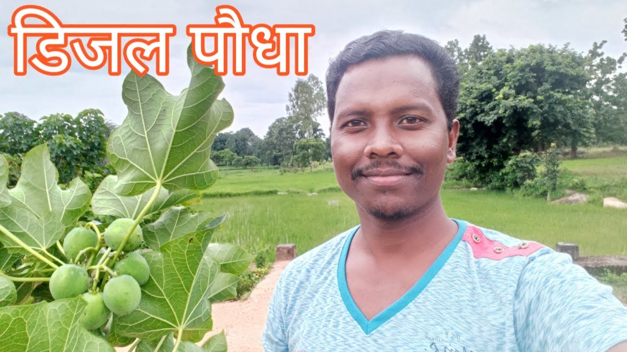 डीजल पौधा // रतनजोत // tHE fOREST lIFE