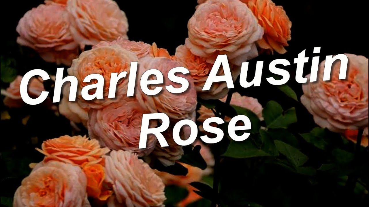 Charles Austin Rose