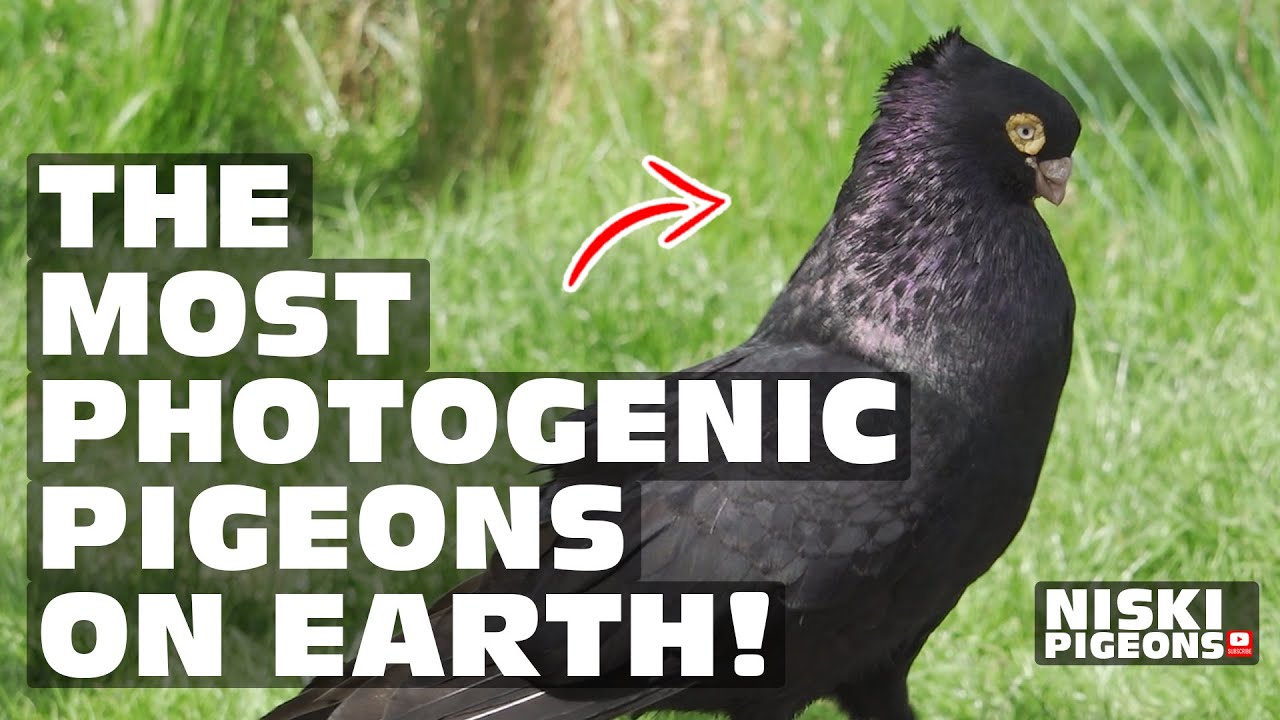 The Most Photogenic Pigeons on Earth – Stunning Close Ups