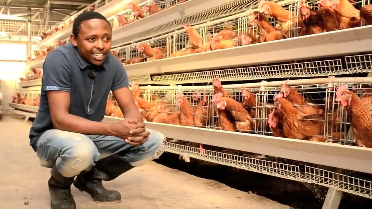 The Shocking Truth About Modern Poultry Farming Techniques