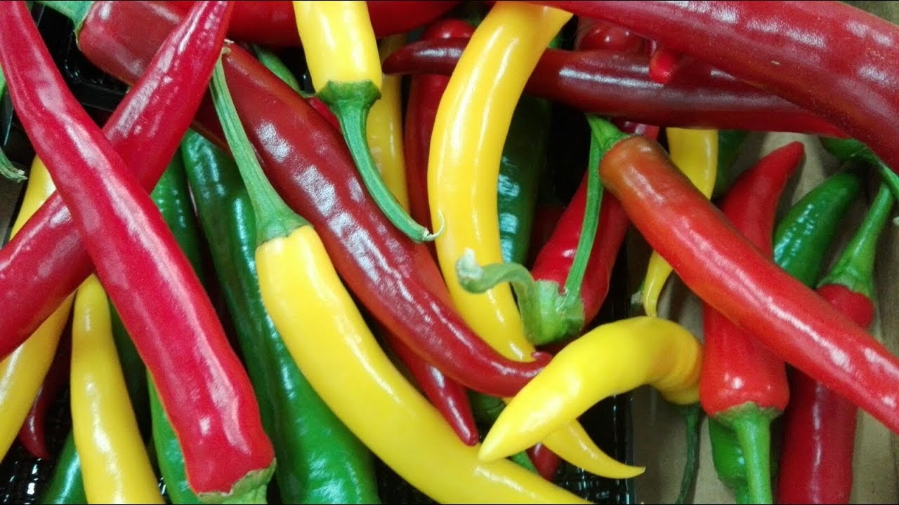 Recolección del pimiento picante en Almería
