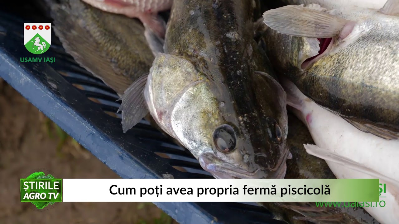 Cum poți avea propria fermă piscicolă 16 02 2021