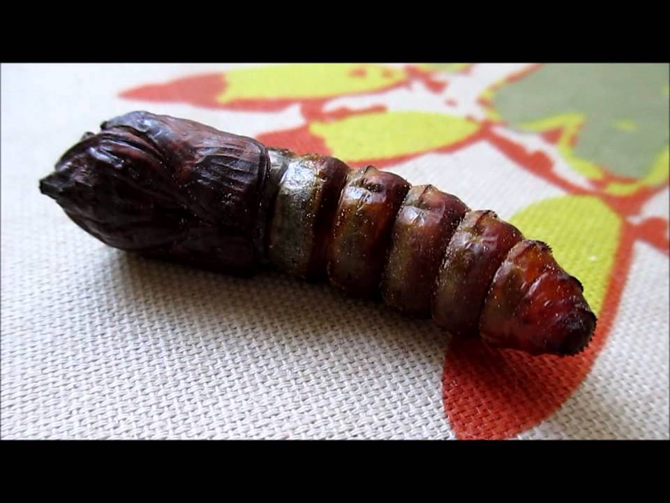 Vītolu urbējs (Cossus cossus)/ (kā kāpurs par tauriņu tapa) :))﻿