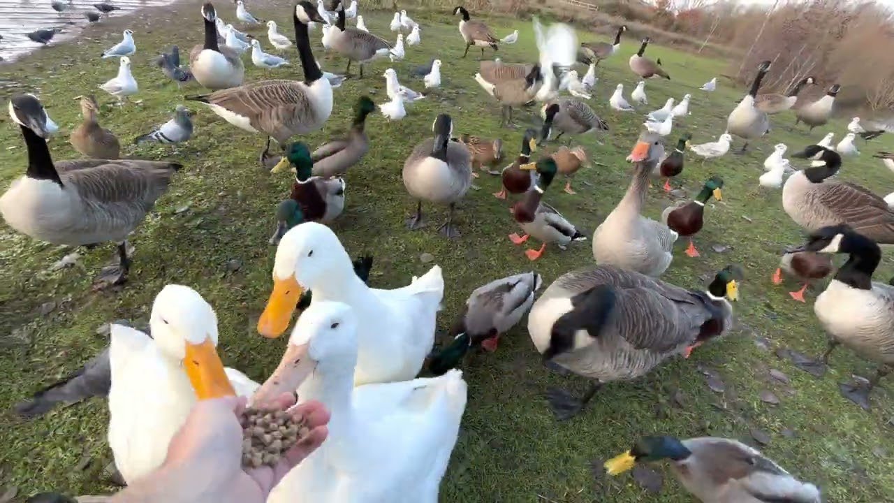 Ducks #shorts #animation #trending #funny #birds