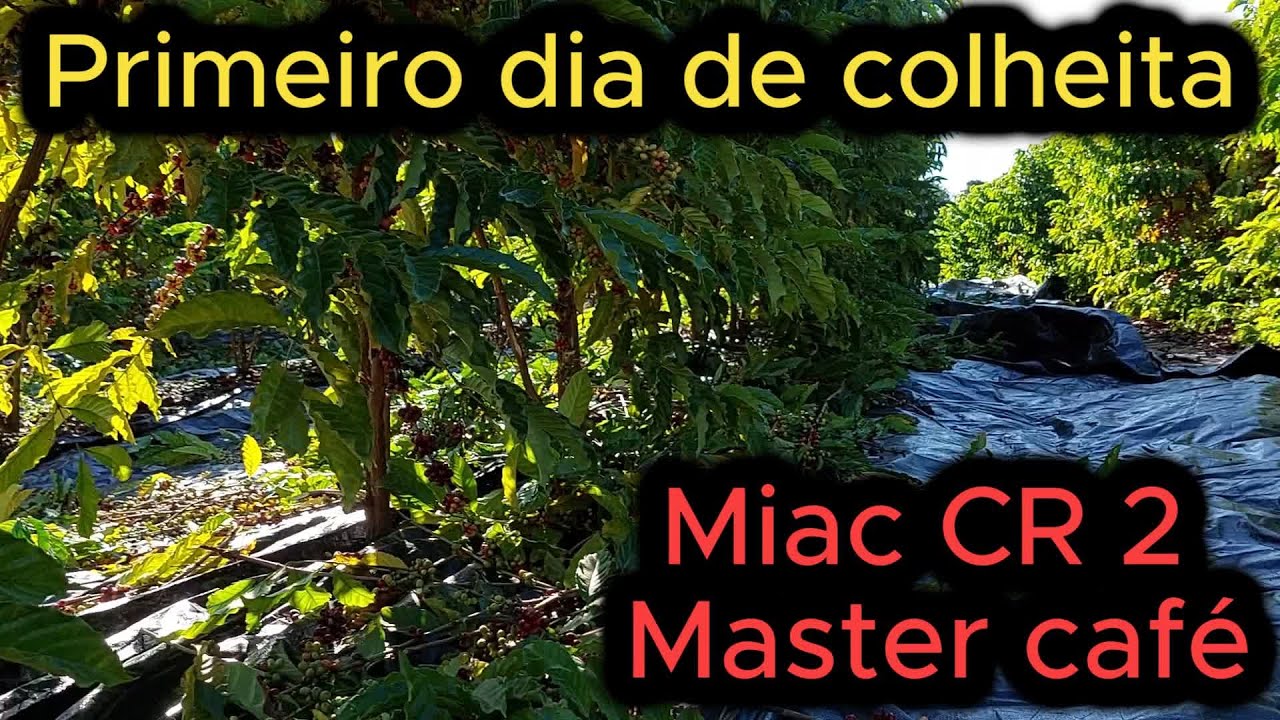 Primeiro dia de colheita com a Miac CR 2 Master Café || Café de primeira colheita