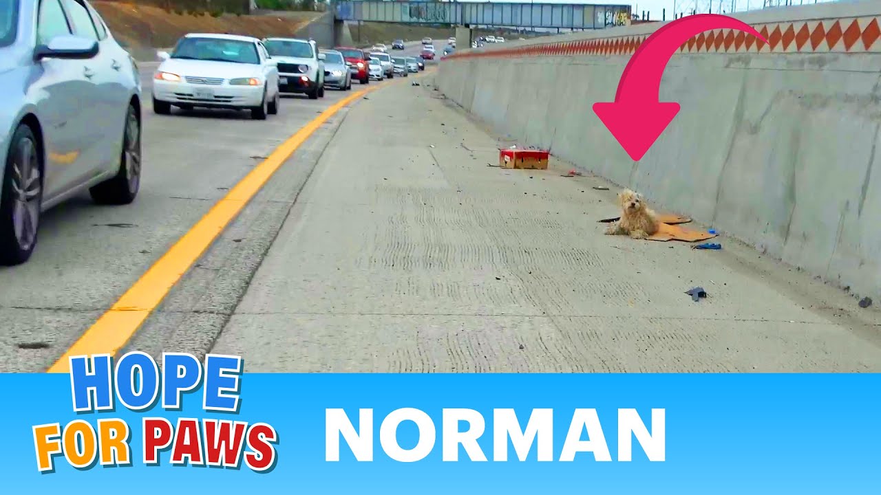 DANGEROUS freeway rescue. Dog prayed for Christmas Angels to send help 😇💝🎄 #story