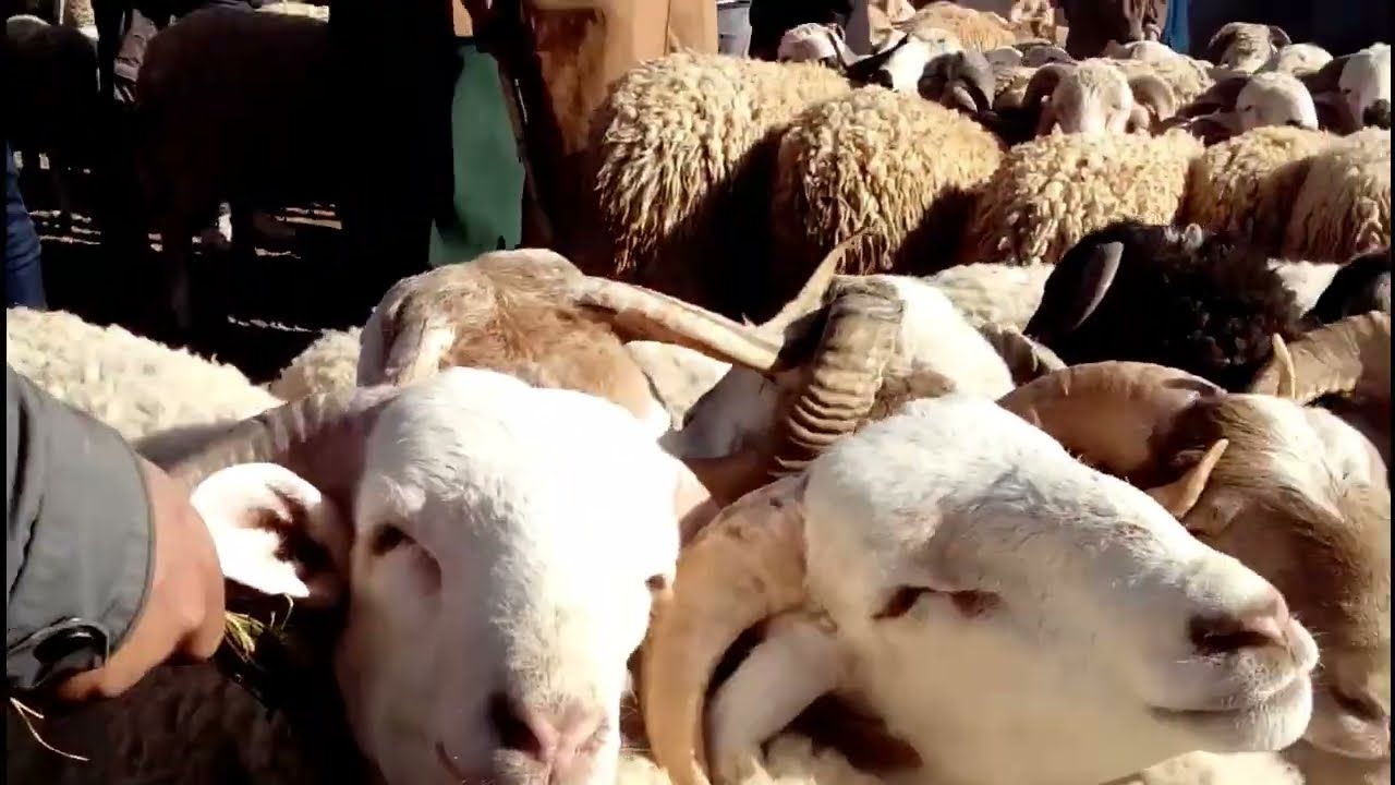 سوق شراݣا| اليوم هذا النهارالحولي الكبير ما كاينش في السوق |هو قليل ماعرفتش واش داسينو ولا قليل صافي