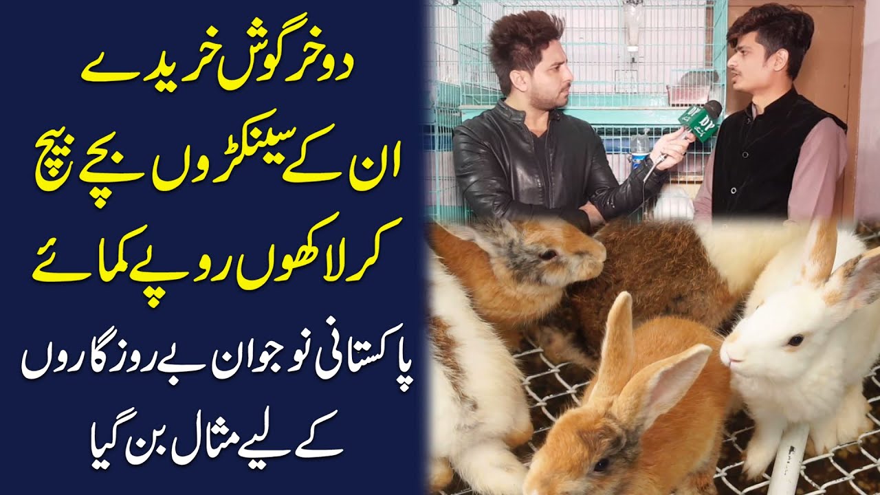 2 khargosh khareeday, unkay senkro bachay bech kar lakho ropay kamaye, nojwan berozgaro k liye misal