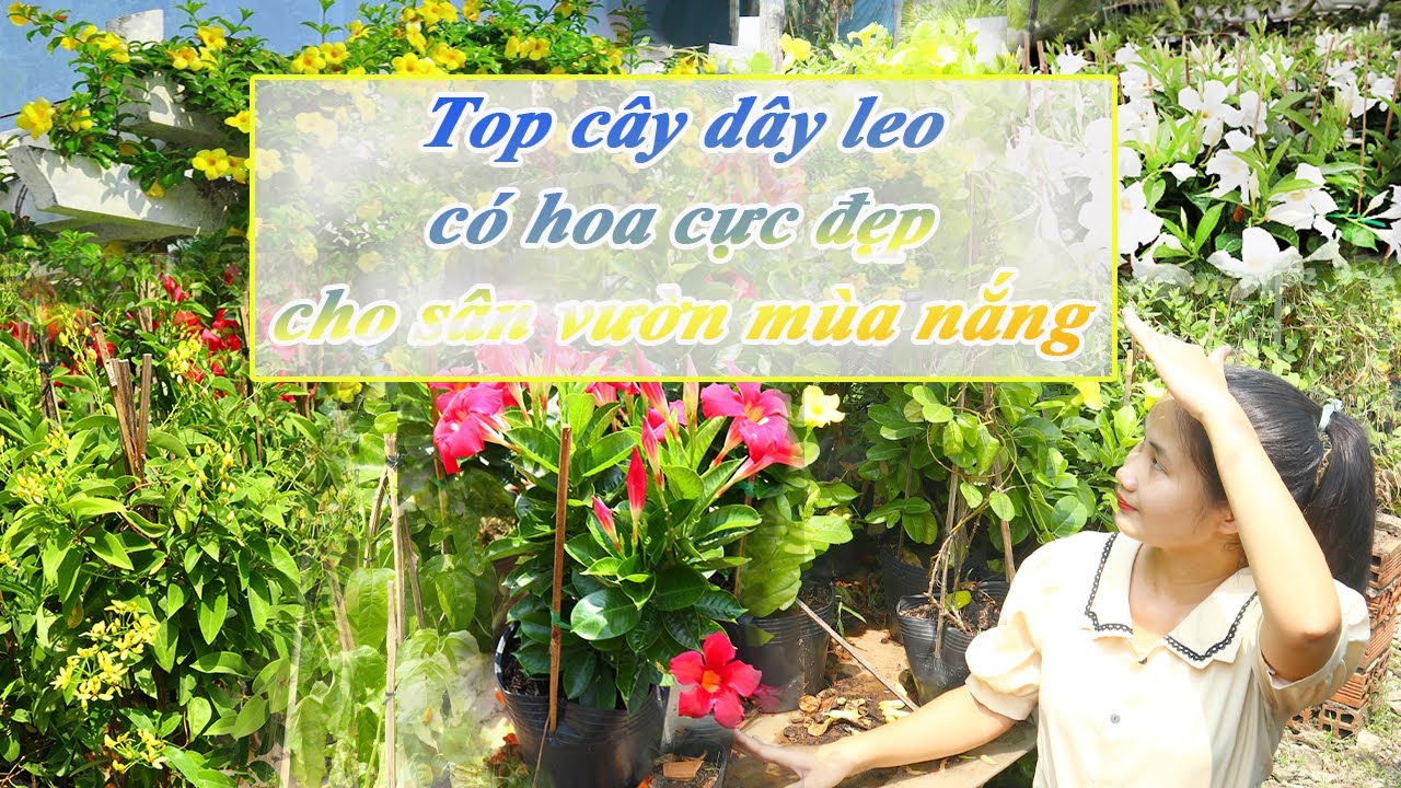 REVIEW NHỮNG LOẠI CÂY DÂY LEO CÓ HOA CỰC ĐẸP, NHANH LEO GIÀN, CHE MÁT CHO MÙA HÈ NẮNG NÓNG