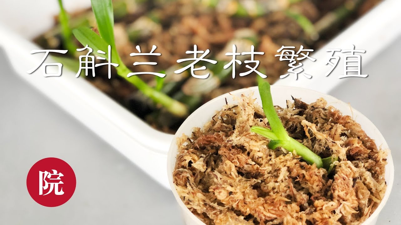 【彬彬有院】花 •248 石斛兰老枝繁殖扦插