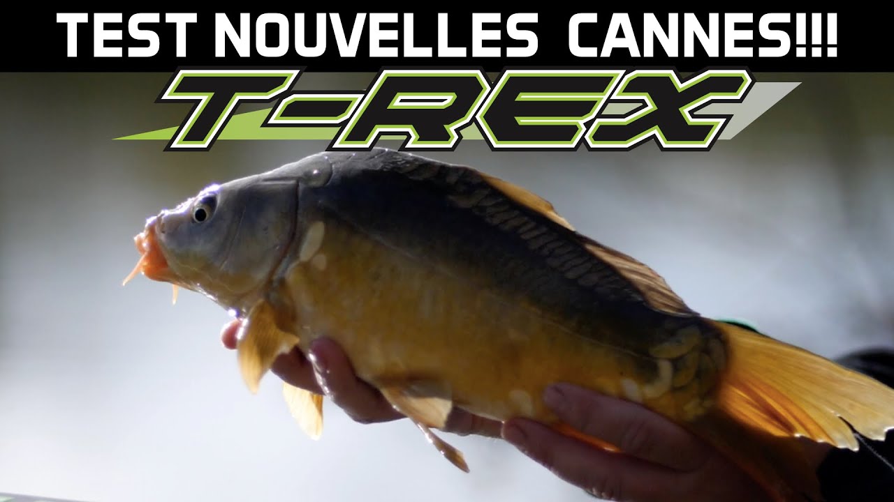 NOUVELLES CANNES POUR LES CARPES ET LES GROS POISSONS : LES T - REX !!!