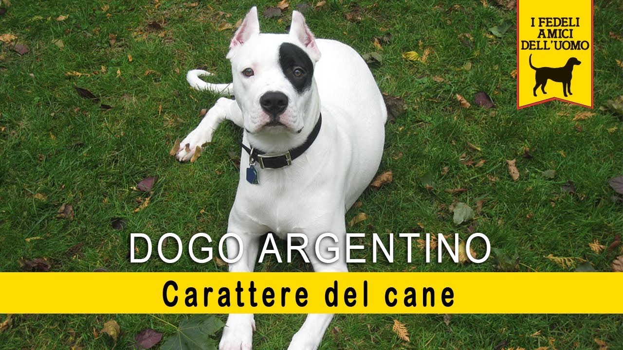 Il Dogo Argentino - Carattere del Cane