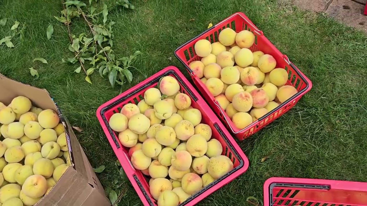 Hái trái cây cuối mùa picking fruits and vegetable late September 2025