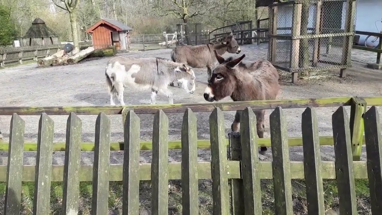 Esel tröten zur Begrüßung