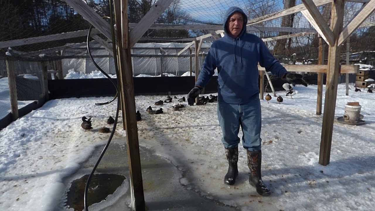Keeping Waterfowl in an Outdoor Aviary in the Wintertime.