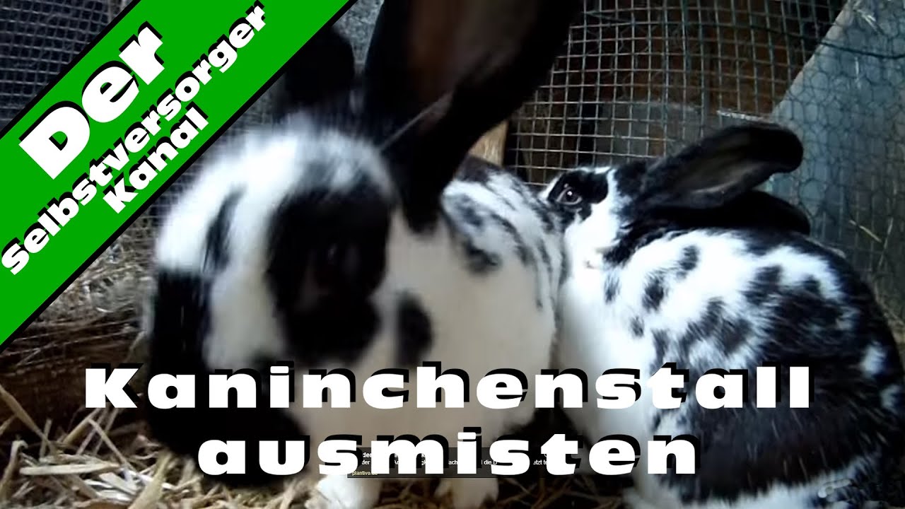 Kaninchenstall ausmisten