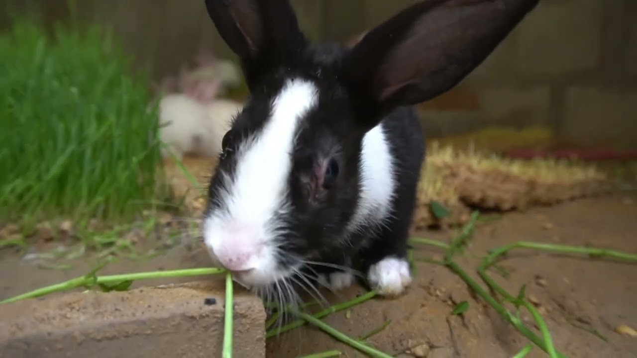 Moosa Farm Day #7: Baby Rabbits Ki Surprise Entry! | Feb 15, 2026