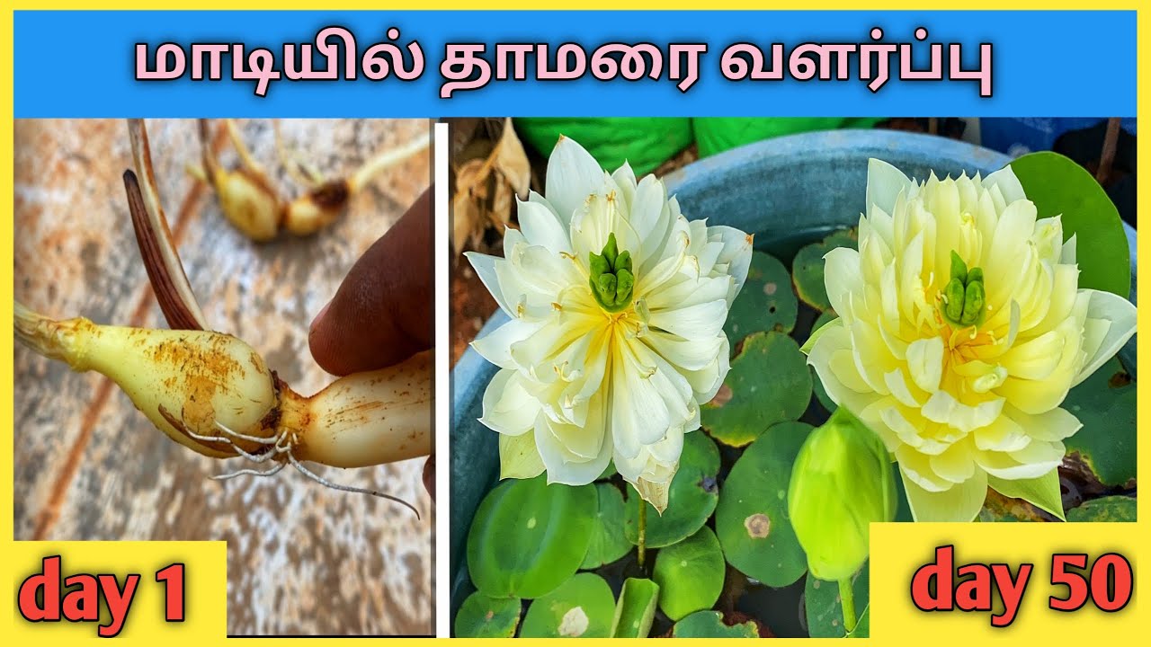 மாடியில் சுலபமா தாமரை செடி வளர்ப்பது எப்படி? Thamarai Chedi Valarpathu Eppadi? Grow Lotus from Tuber