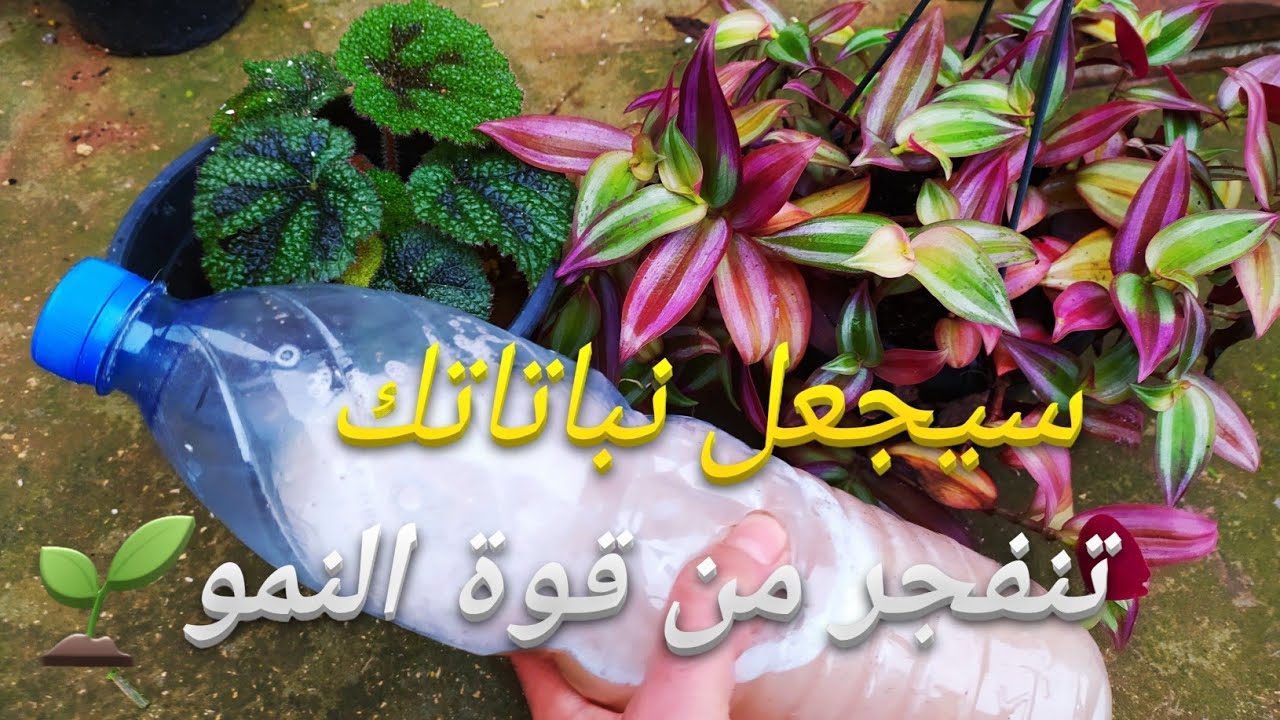 اصنع سماد الخميرة بهذه الطريقة وستستعيد نباتاتك بريقها