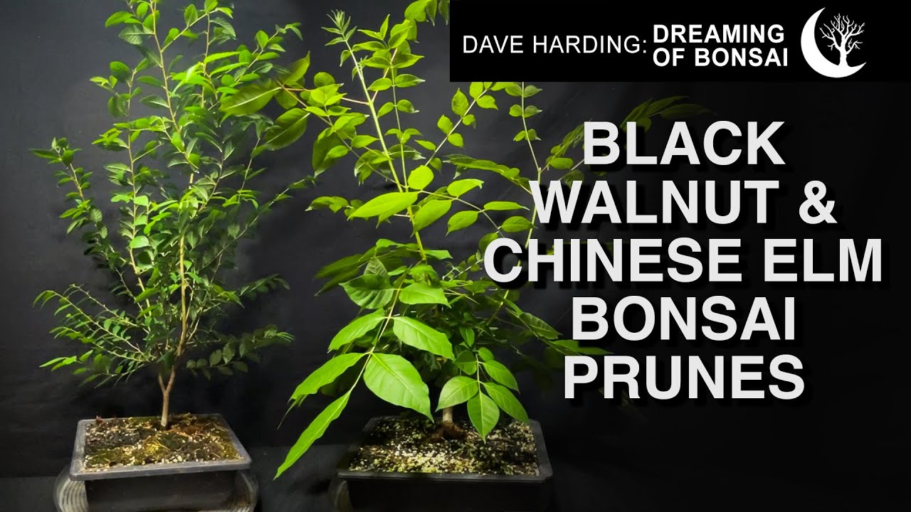 Black Walnut & Chinese Elm Bonsai Prunes, August 2024