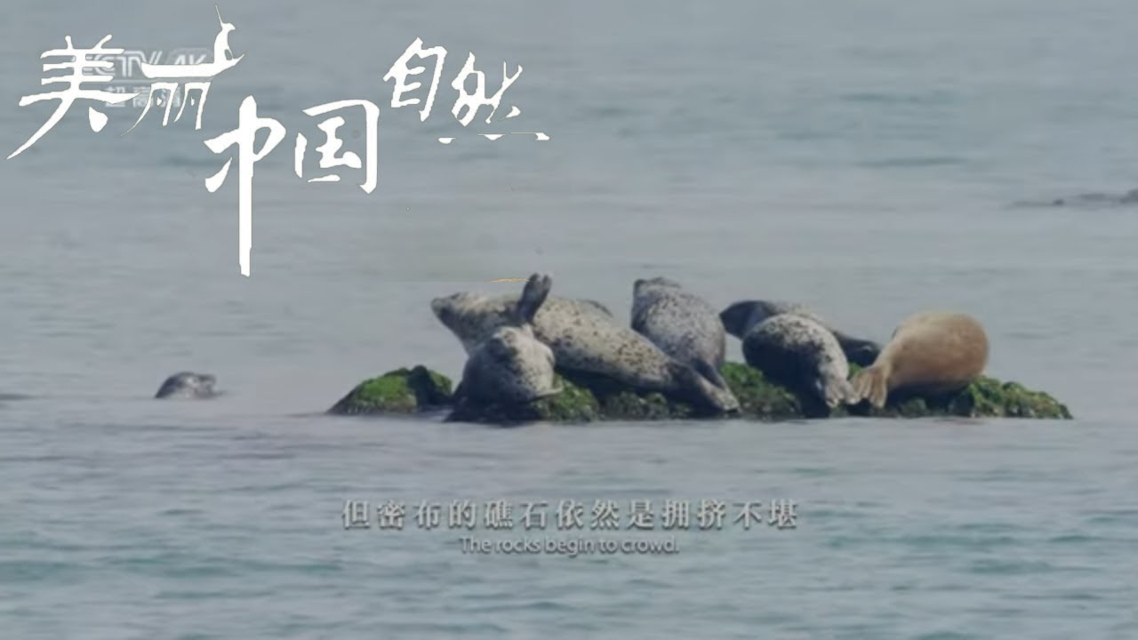 【ENG】斑海豹成长日记——出生几个月就独立闯江湖《美丽中国自然》辽东湾的动物们系列【CCTV纪录】