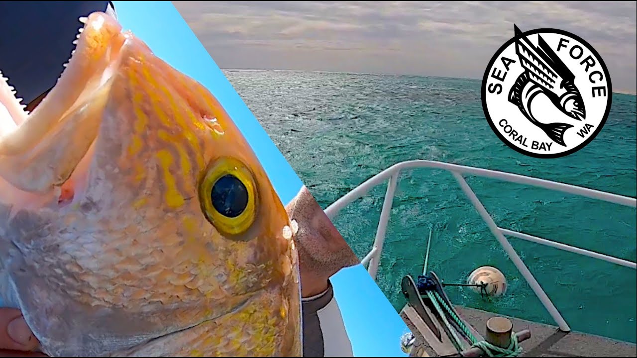 GNARALOO VS NORTHERLY - Remote Station Charters, Goldband Snapper, Red Emperor, Rankin Cod.