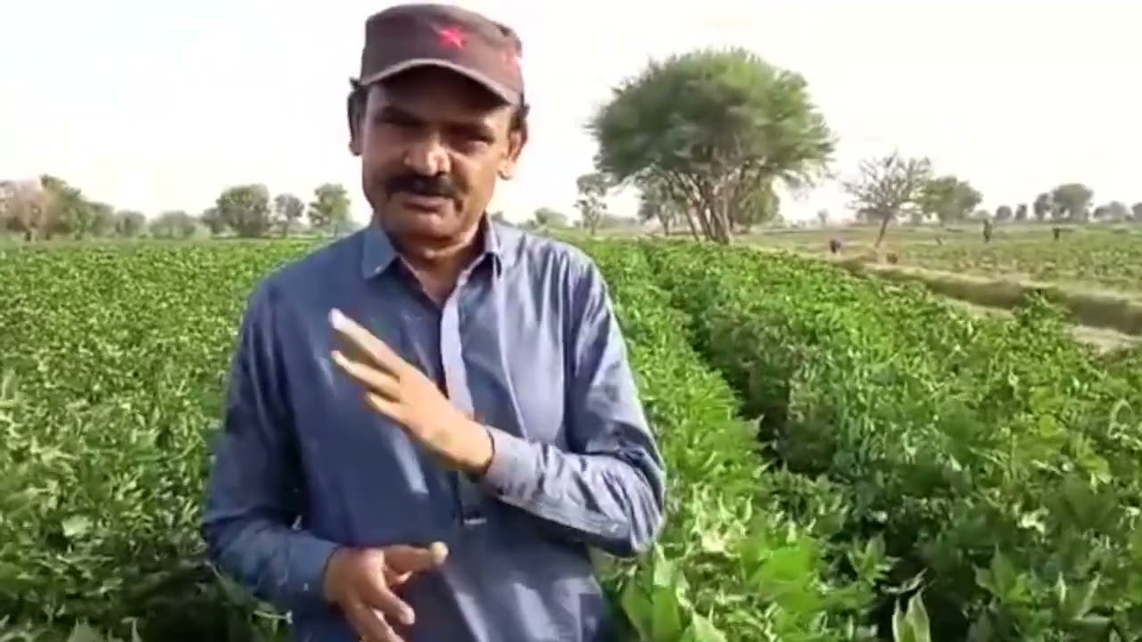 PQNK Cotton