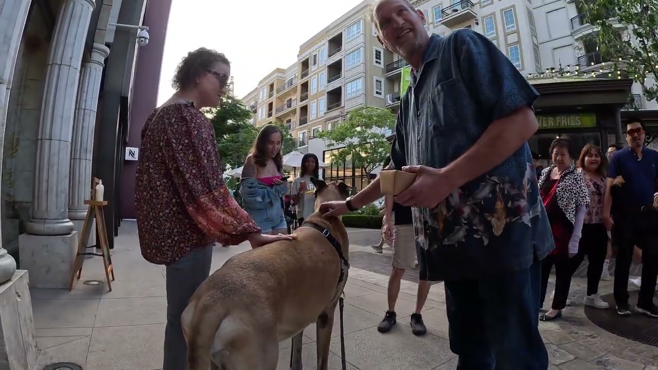 Cash 2.0 Great Dane at the Americana at Brand in Glendale, California 19