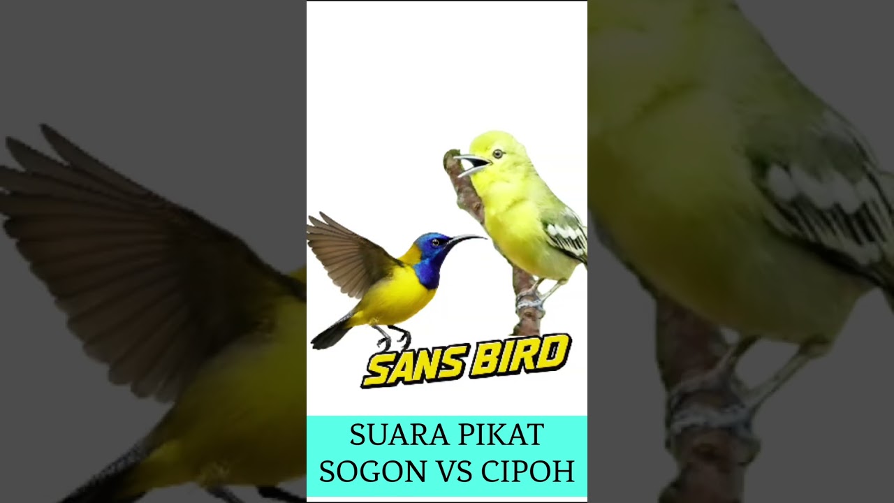 Suara pikat sogon kombinasi cipow betina
