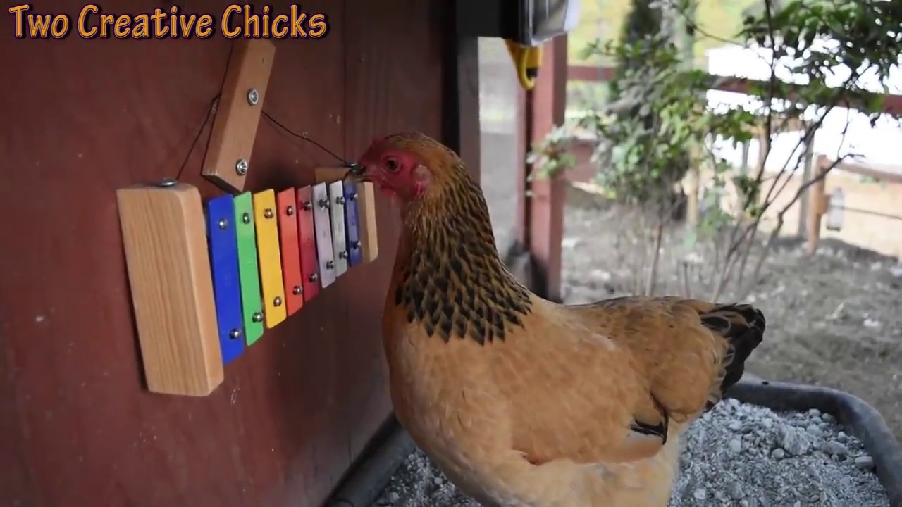 BACH BACH Chickens