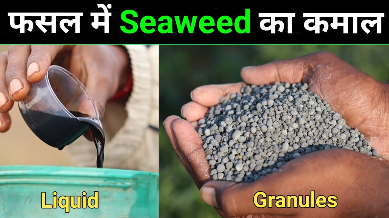 Seaweed extract for plants in hindi || एक बार Seaweed प्रोयोग करके देखिए 🤭