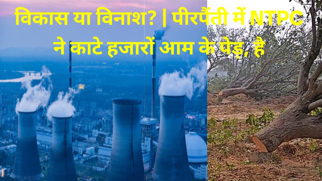 विकास या विनाश? | पीरपैंती में NTPC ने काटे हजारों आम के पेड़, जानिए क्या है सच? #bihar #bhagalpur 
