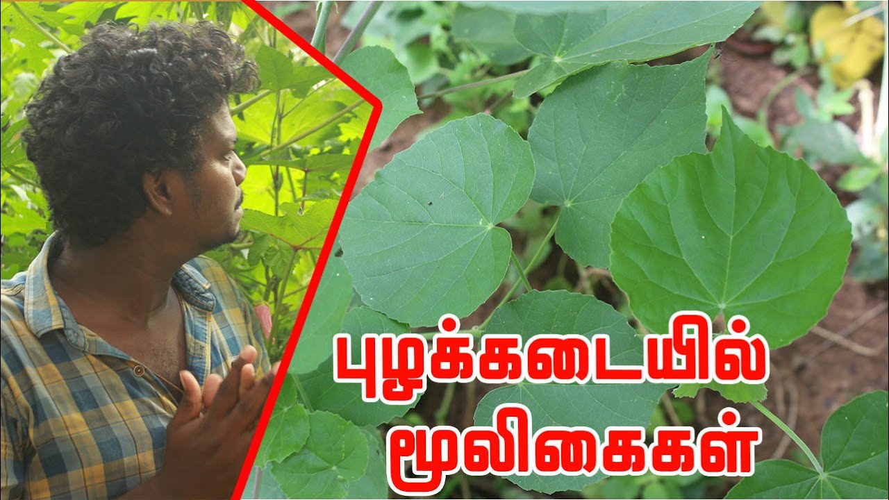 பழ மரங்கள்,காய்கறிகள்,கிழங்குகள்,கீரைகள்,பூக்கள் மூலிகைகள் இவை அனைத்தும் ஒரே மேட்டுப்பாத்தியில்