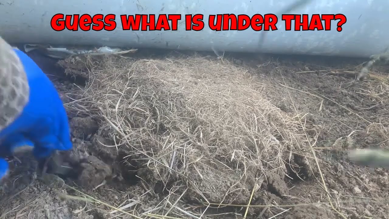 We Rescued a #Bumblebee Nest !