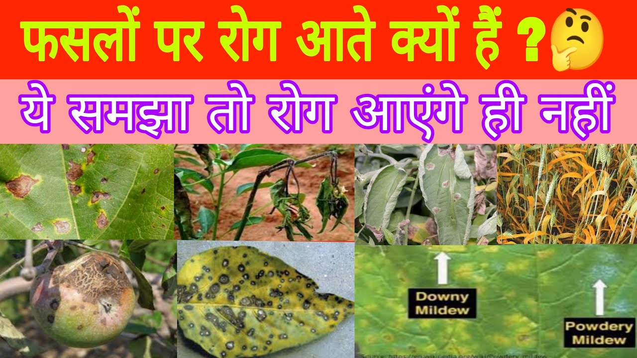 from this method control all disease 🔥 | best informative videos for farmers | #stop_crop_disease
