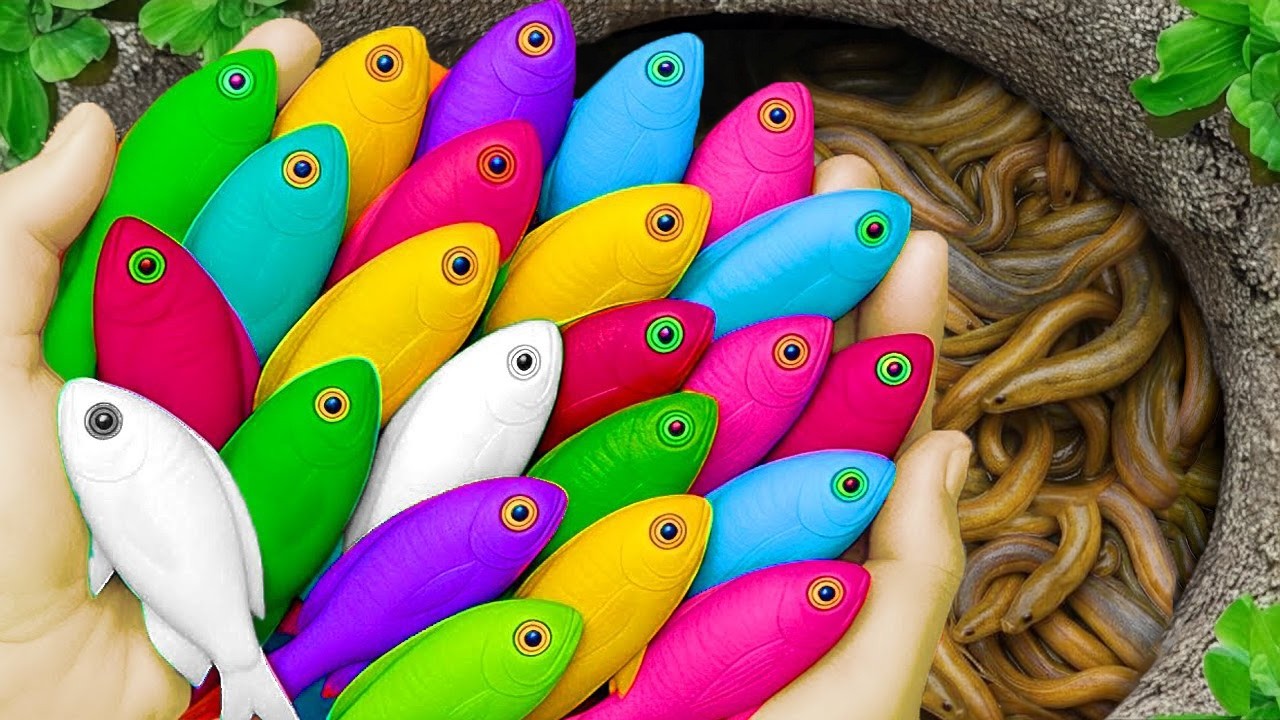 Catch beautiful aquarium fish in small pond baby turtles, eel, koi, guppies, pencil fish, goldfish