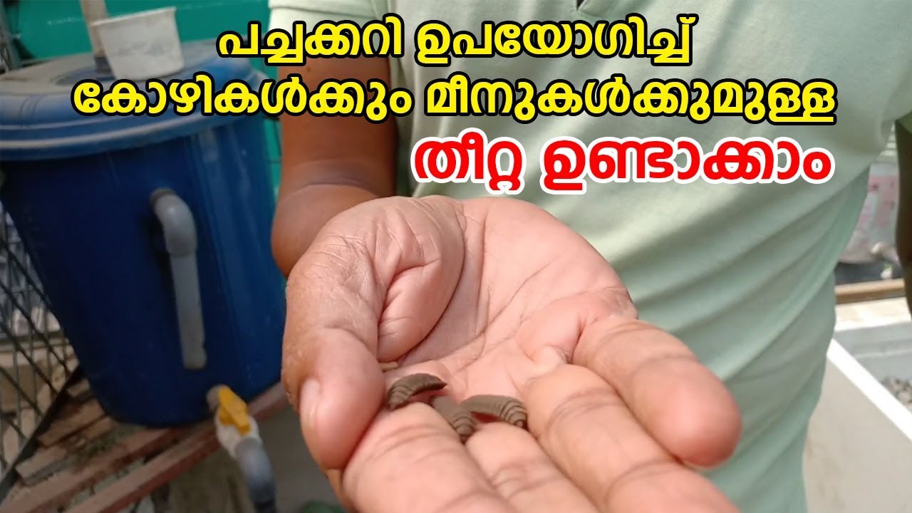How to grow black soldiar fly larvae