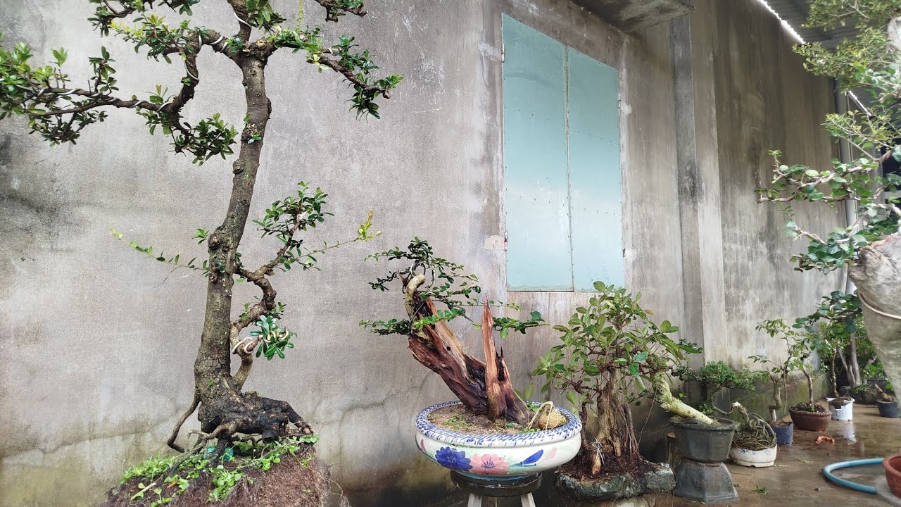 Trưa 23/1. Zalo 0349763373... Glae hải châu.trắc nghệ.si búp đỏ.duối.kim quýt.trứng cá... giá rẻ 