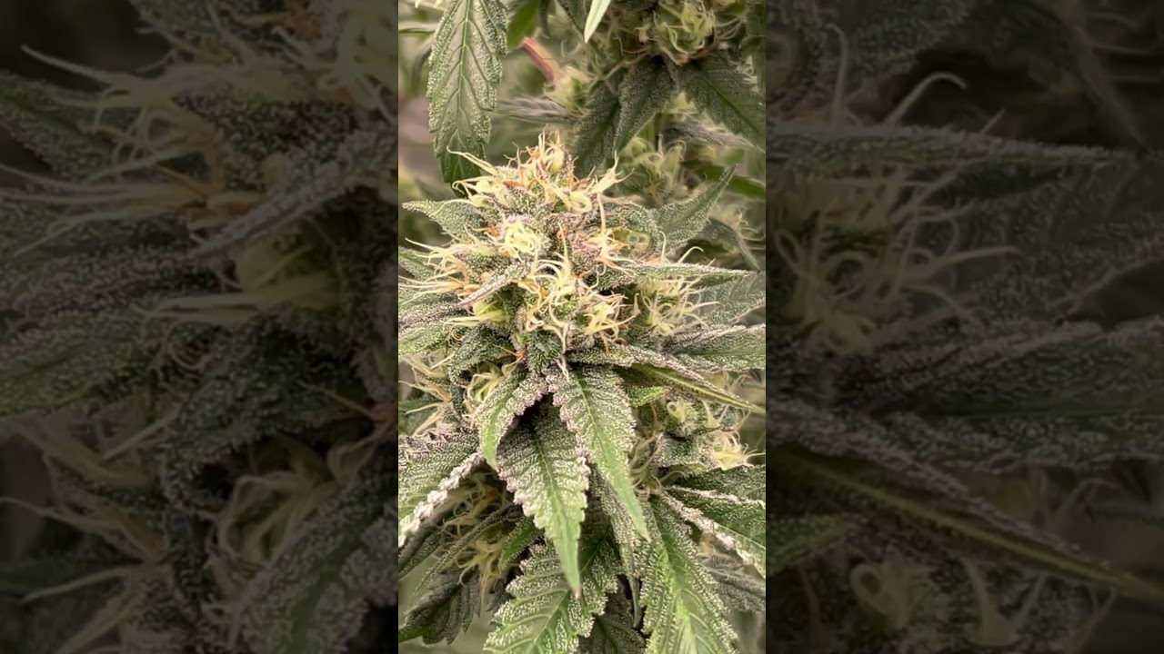 Northern Lights by RoyalQueenSeeds. Last Bud is pollinated by Beefstix from Staefli Farms :)