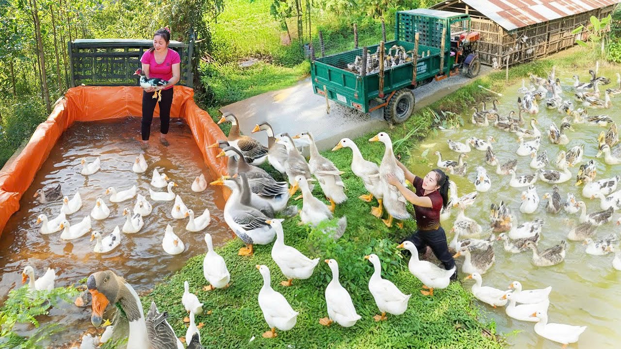 Harvesting 1000+ Giant Ducks - Using a Truck to Transport Many Ducks to the Market