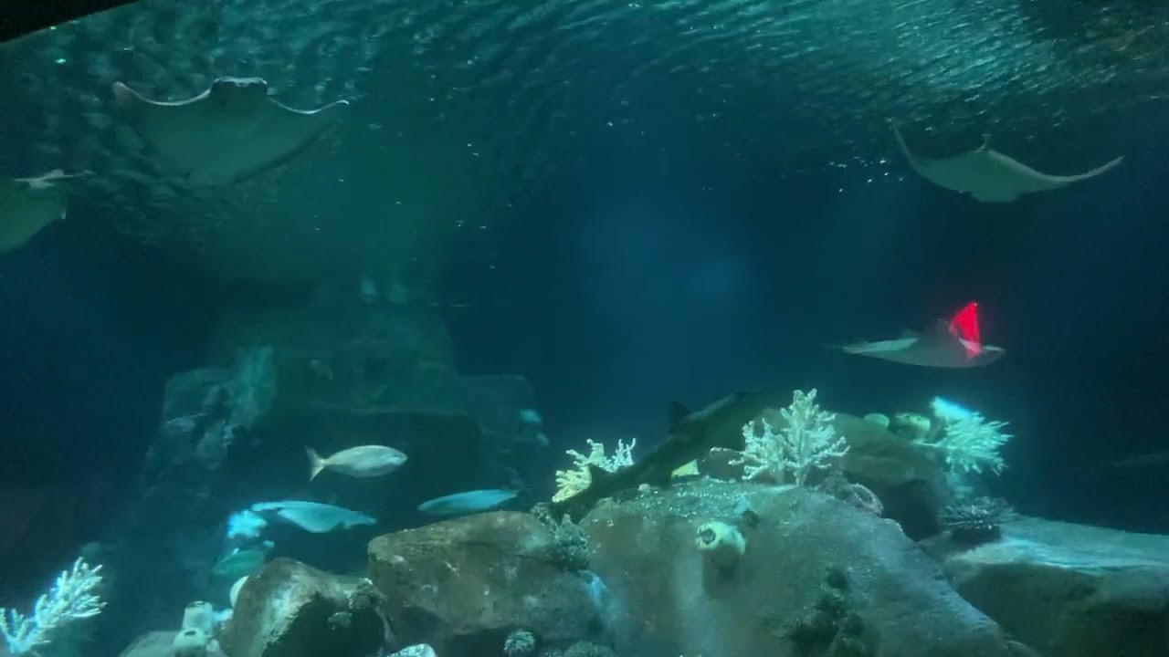 Day 5: Sharks & Rays