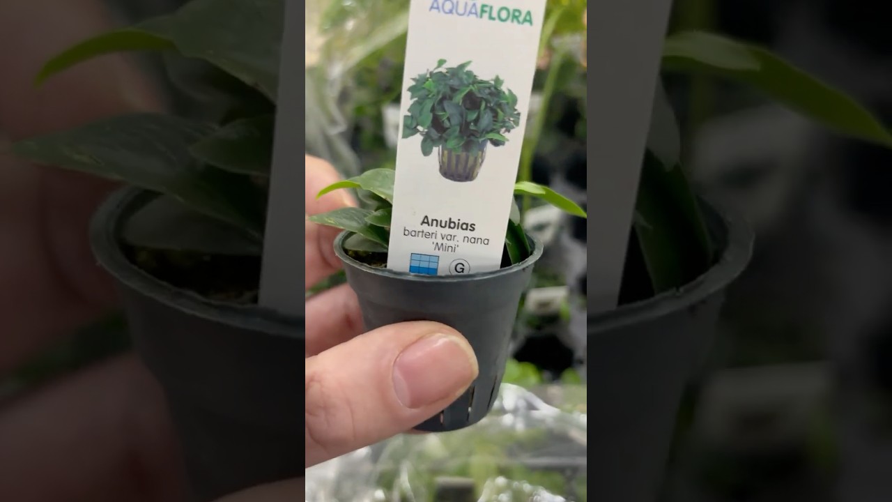 Anubias Nana Mini - Aquariumplantenshop